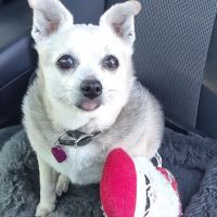 New Market Veterinary Clinic ico
