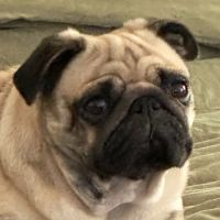 Seven Bends Veterinary Hospital ico