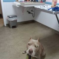 North Fork Veterinary Hospital ico