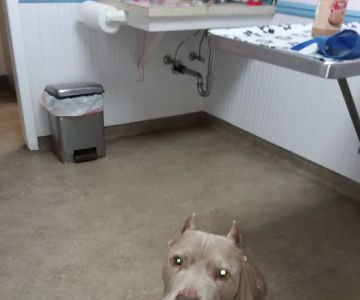 North Fork Veterinary Hospital