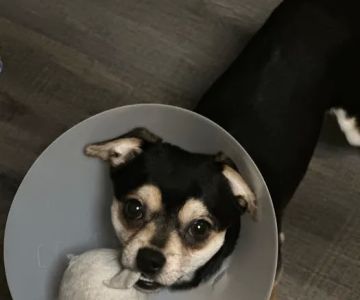 Tucker Veterinary Inc