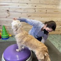 Veterinary Rehabilitation Services of Virginia ico
