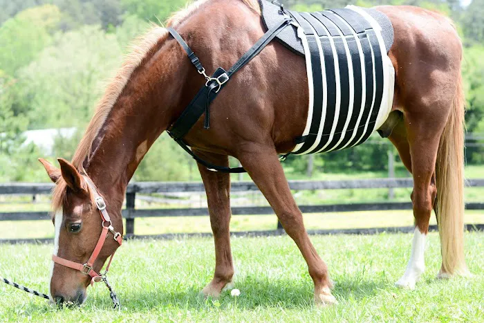 Veterinary Rehabilitation Services of Virginia 6