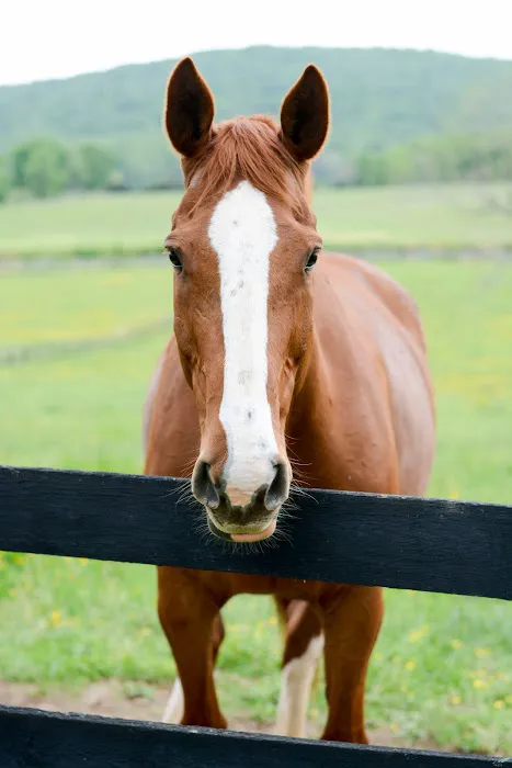 Veterinary Rehabilitation Services of Virginia 4