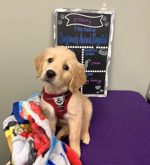 Crossroads Animal Hospital 9