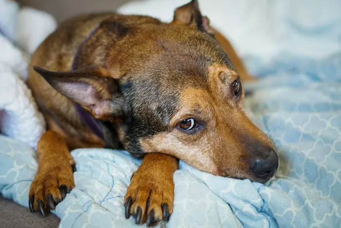 Crossroads Animal Hospital 5
