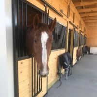 Veterinary Rehabilitation Services of Virginia ico