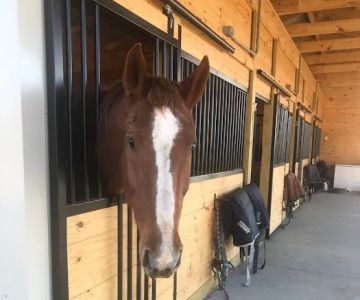 Veterinary Rehabilitation Services of Virginia