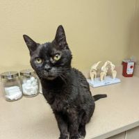 Shenandoah Veterinary Hospital ico
