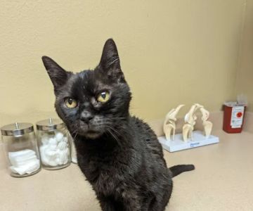 Shenandoah Veterinary Hospital