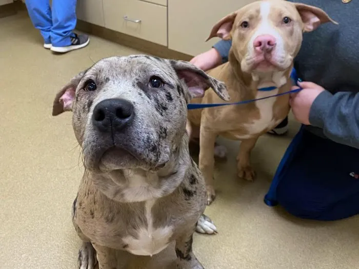 Shenandoah Veterinary Hospital 10