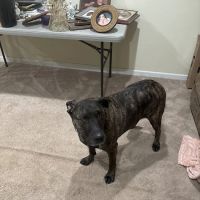 PetVet Vaccination Clinic ico