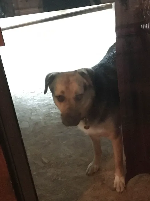 Martinsburg Animal Hospital 4