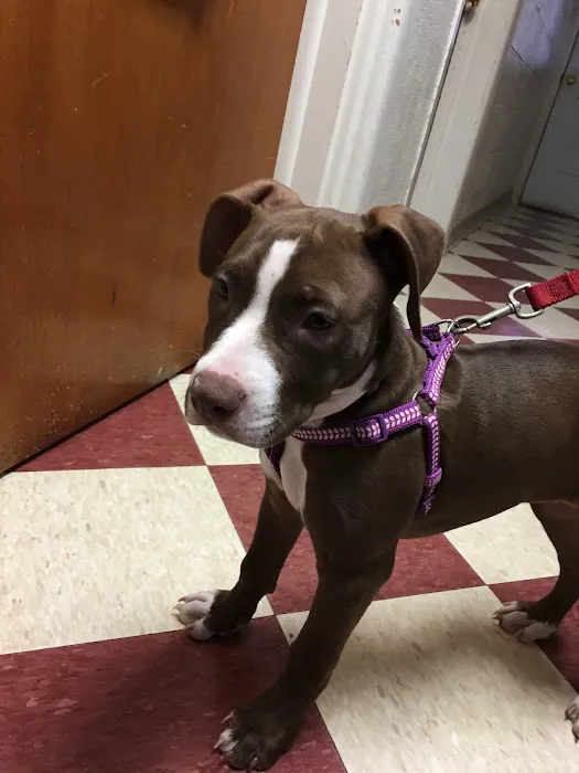 Martinsburg Animal Hospital 5