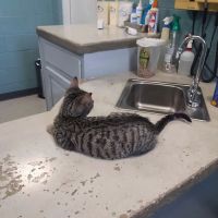 Martinsburg Animal Hospital ico