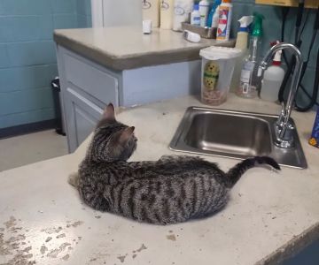 Martinsburg Animal Hospital