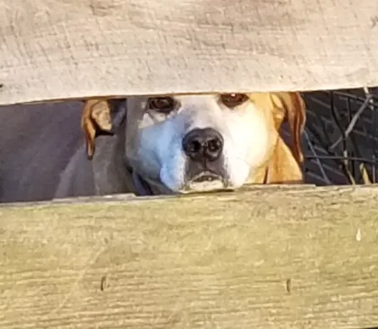 Martinsburg Animal Hospital 2