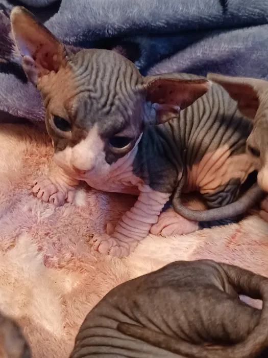 Sphynx kingdom 1