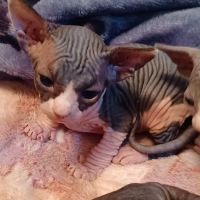 Sphynx kingdom ico