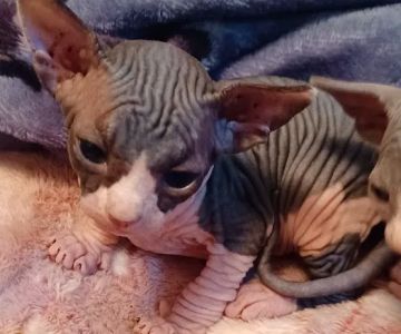 Sphynx kingdom