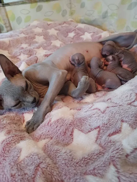 Sphynx kingdom 9