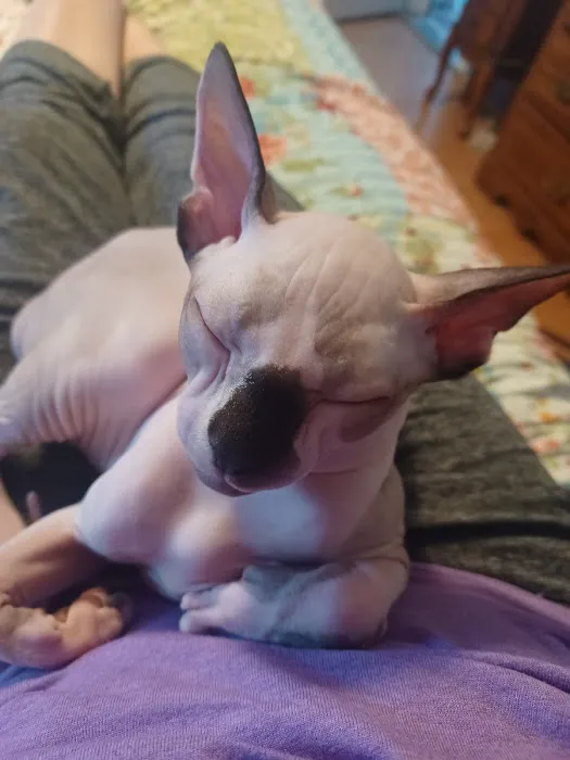 Sphynx kingdom 10