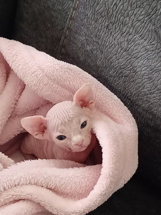 Sphynx kingdom 4