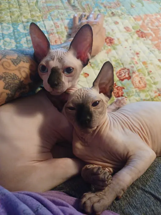 Sphynx kingdom 7