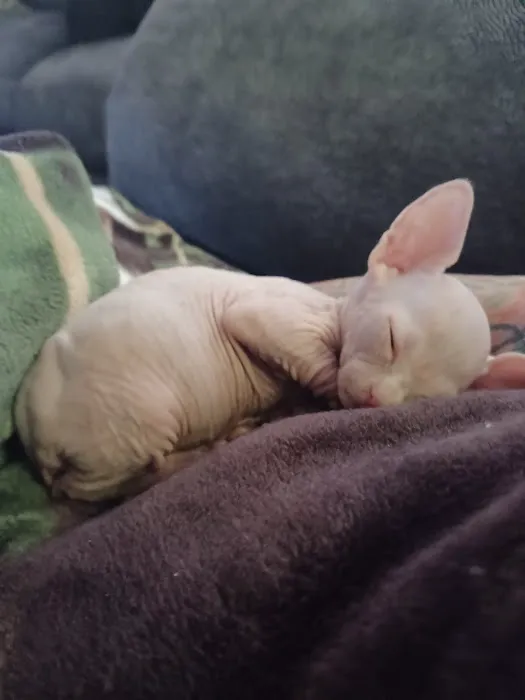 Sphynx kingdom 6