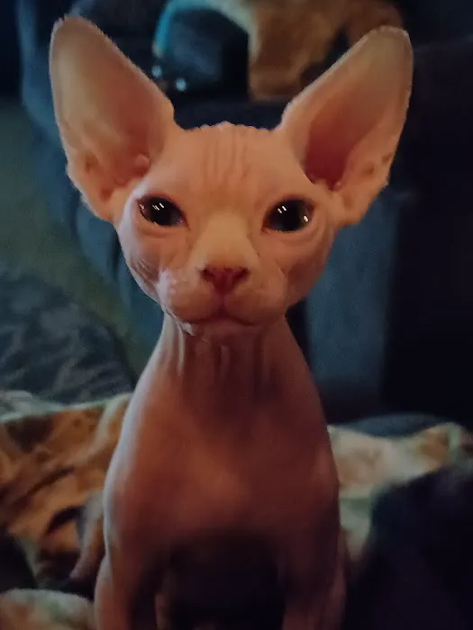 Sphynx kingdom 5