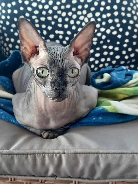 Sphynx kingdom 8