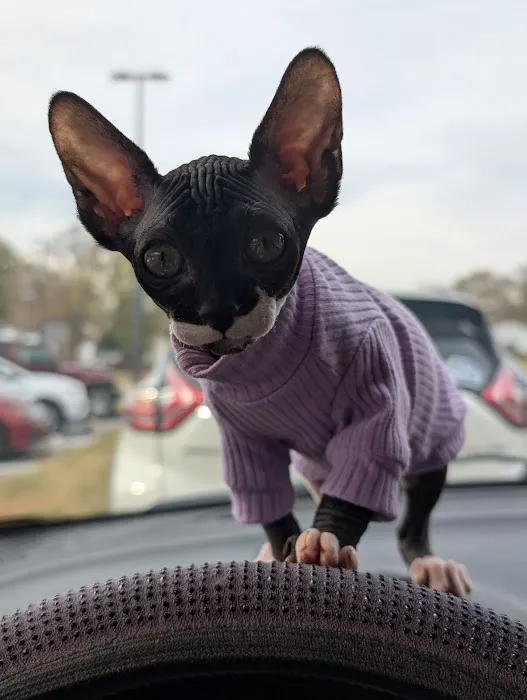 Kitty kingdom sphynx 12