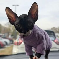 Kitty kingdom sphynx ico