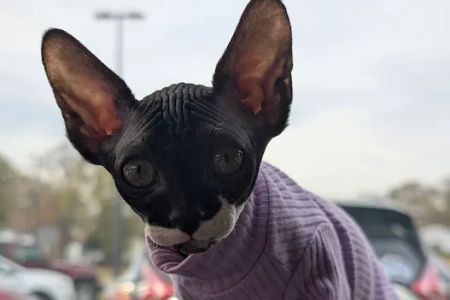 Kitty kingdom sphynx