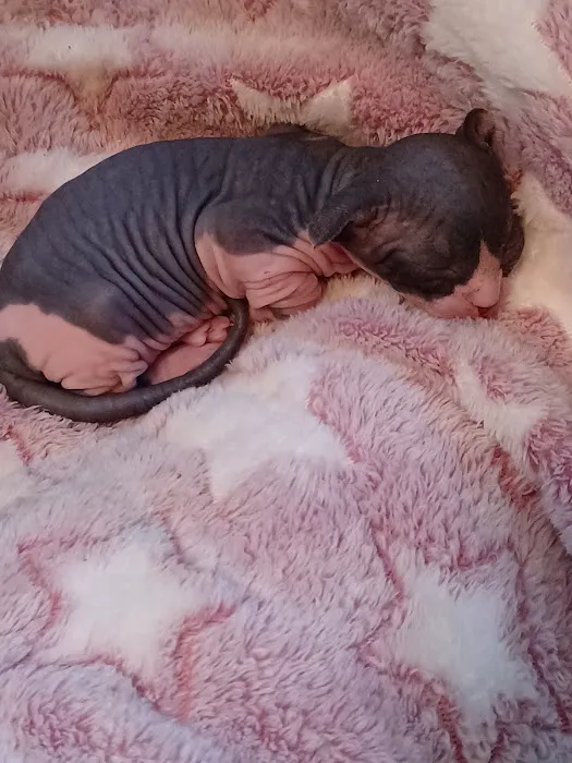 Kitty kingdom sphynx 12