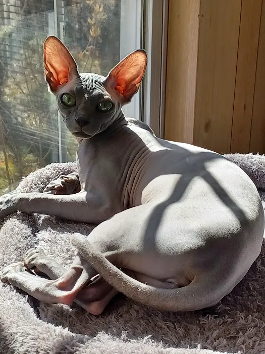 Kitty kingdom sphynx 12