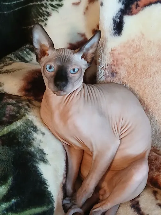 Kitty kingdom sphynx 12