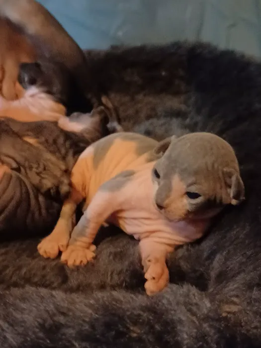 Kitty kingdom sphynx 12