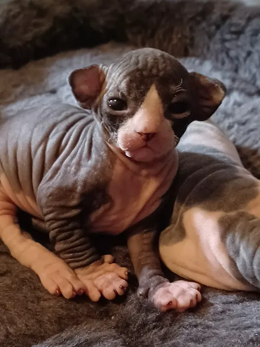 Kitty kingdom sphynx 12