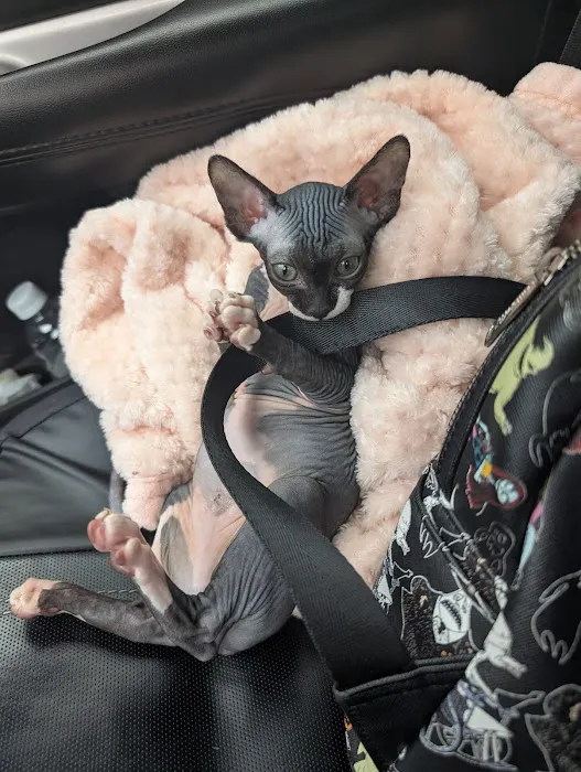 Kitty kingdom sphynx 12