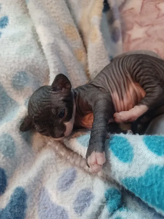 Kitty kingdom sphynx 12