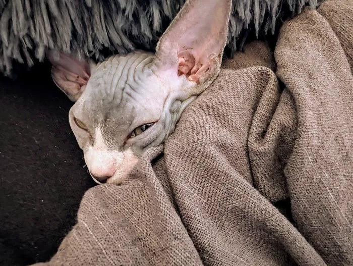 Kitty kingdom sphynx 12