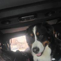 My Family Veterinary Hospital / Peachtree Veterinary Clinic ico