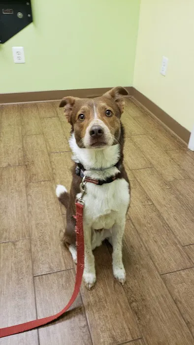 My Family Veterinary Hospital / Peachtree Veterinary Clinic 8