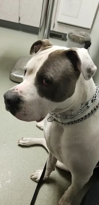 VCA Dover Animal Hospital 4