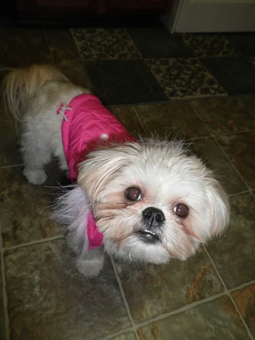VCA Dover Animal Hospital 10