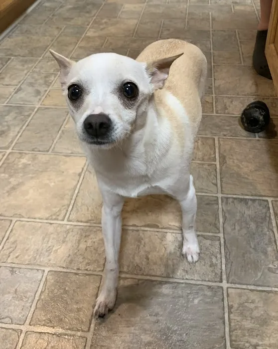 VCA Dover Animal Hospital 1