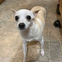 VCA Dover Animal Hospital ico
