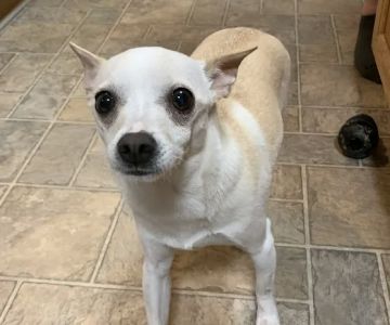 VCA Dover Animal Hospital
