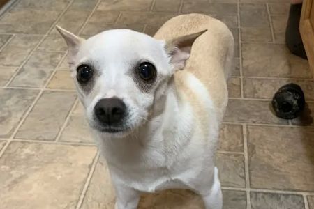 VCA Dover Animal Hospital